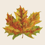 Fall Foliage Bev Napkin