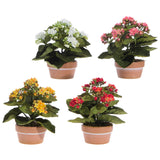 Potted Klanchoe