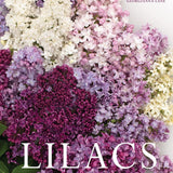 Lilacs