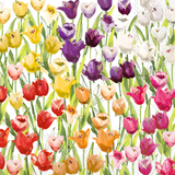 Tulipfield Lunch Napkin