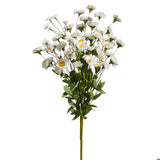 White Daisy Bush